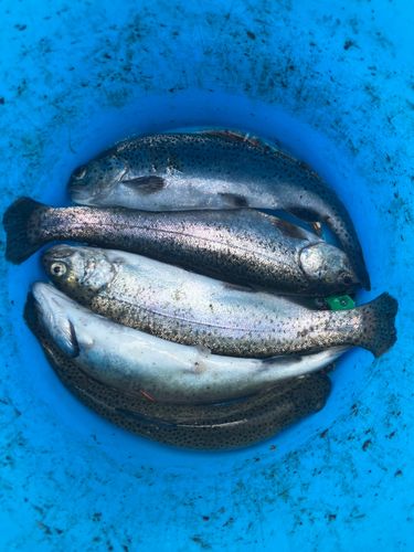 レインボートラウトの釣果