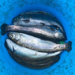 レインボートラウト