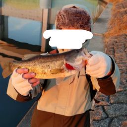 ラージマウスバス