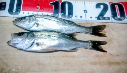 セイゴ（マルスズキ）の釣果