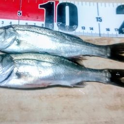 セイゴ（マルスズキ）