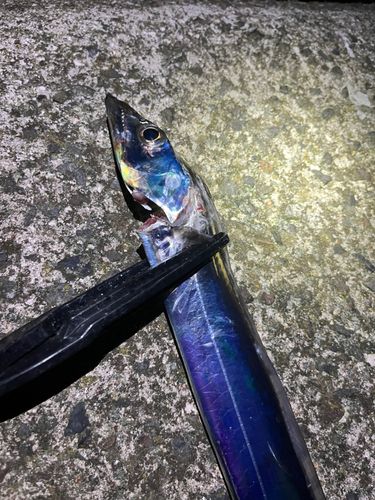 タチウオの釣果