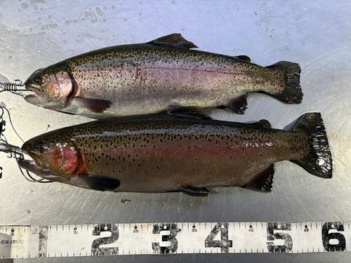 アウトドアビレッジ発光路の森フィッシングエリア