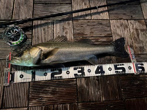 シーバスの釣果