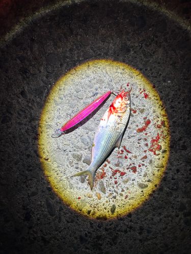 コノシロの釣果