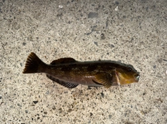 アイナメの釣果