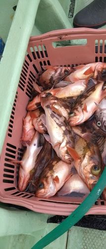 オキメバルの釣果