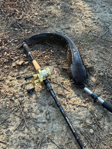 マナマズの釣果