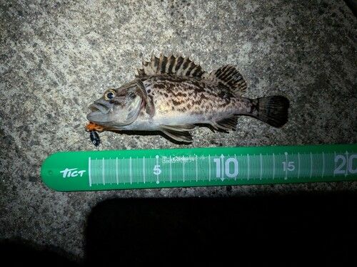 クロソイの釣果