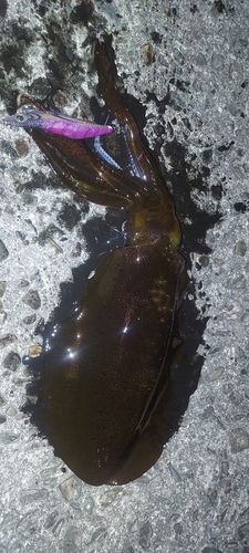 アオリイカの釣果