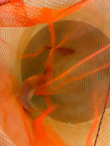 キンギョの釣果