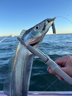 タチウオの釣果