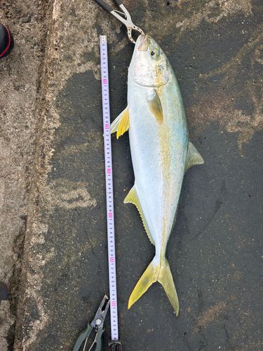 ヒラマサの釣果