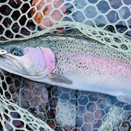 レインボートラウト