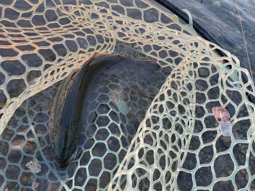 ニジマスの釣果