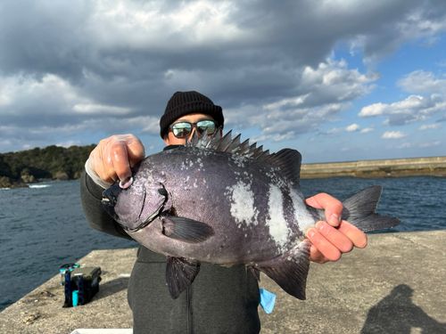 イシダイの釣果