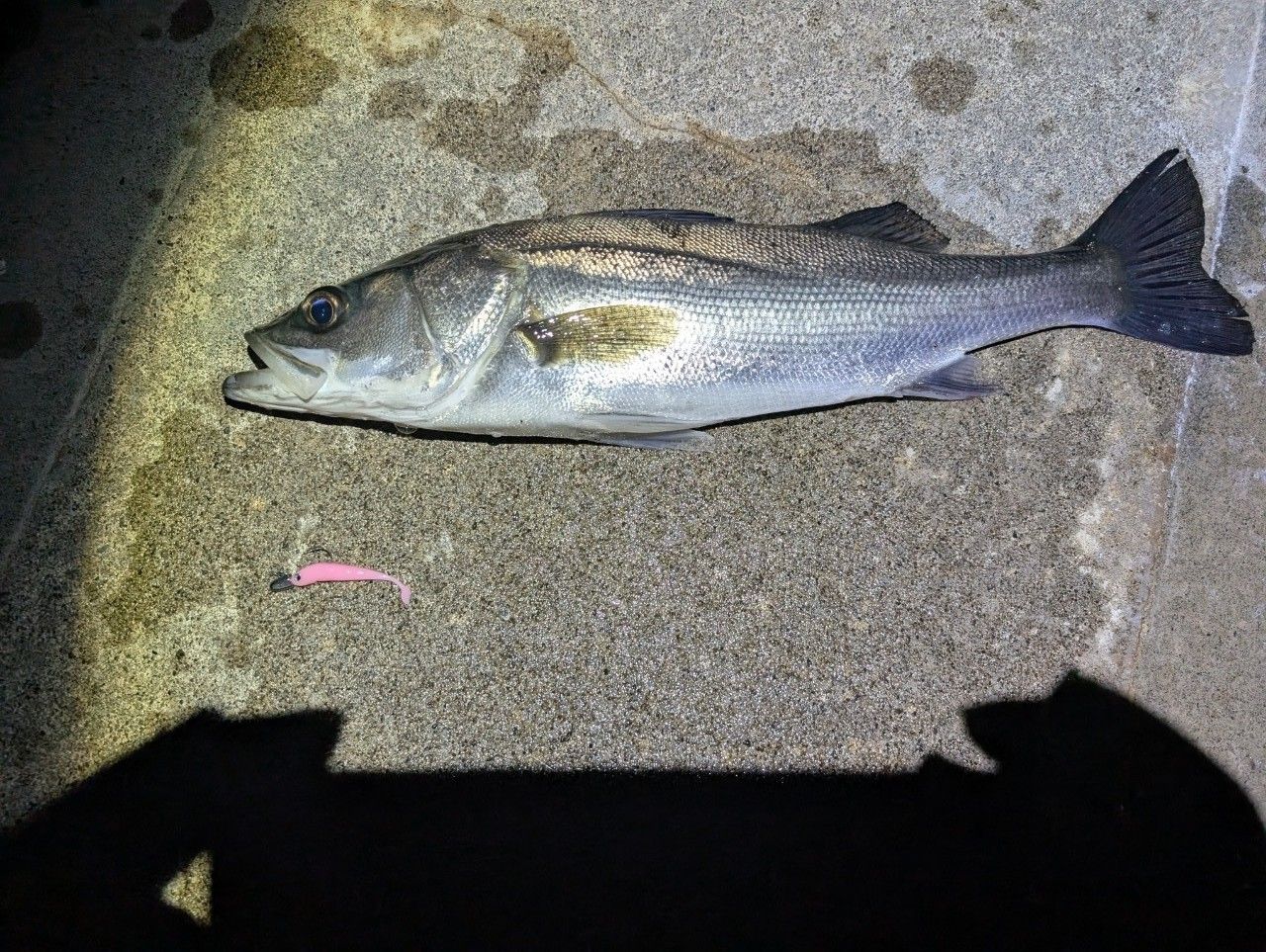 DAIWA 19月下美人 エア AGS (メバルモデル) 68L-Tの最安値・インプレ