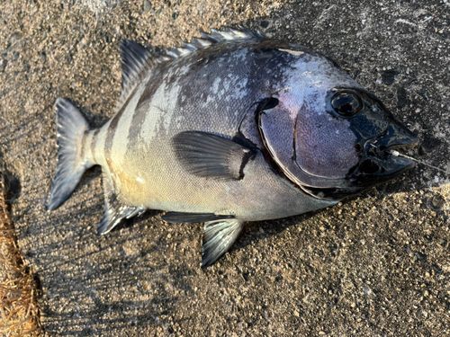 イシダイの釣果