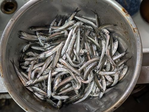 カタクチイワシの釣果