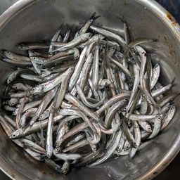 カタクチイワシ