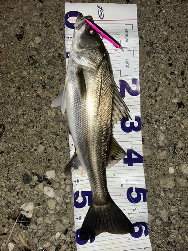 マルスズキの釣果