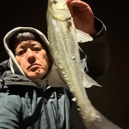 セイゴ（マルスズキ）