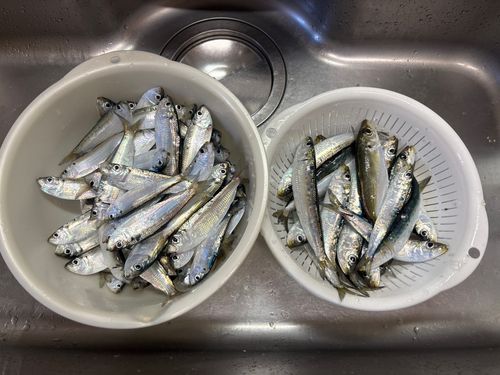 マイワシの釣果