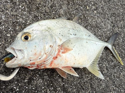 オニヒラアジの釣果