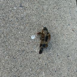 タケノコメバル