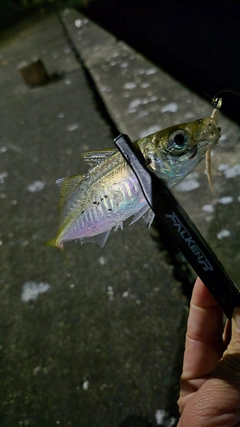 SHIMANO 20ソアレ TT アジング S64UL-Sの最安値・インプレ・釣果 
