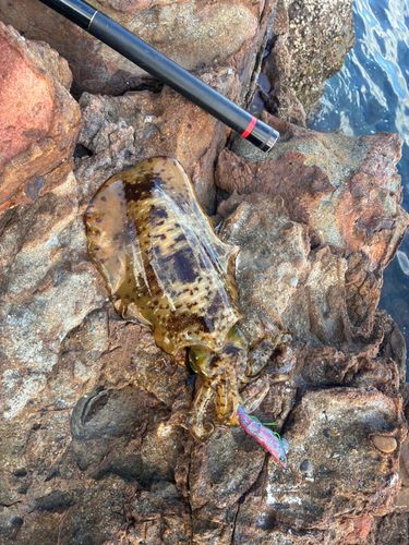 アオリイカの釣果