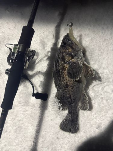 クロソイの釣果