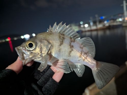 メバルの釣果