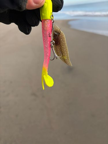 シタビラメの釣果