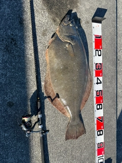 ヒラメの釣果