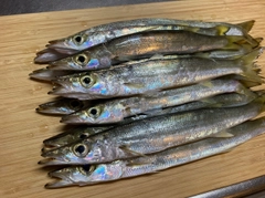 カマスの釣果