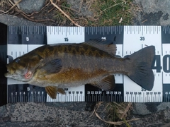 スモールマウスバスの釣果