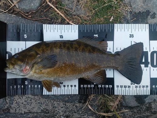 スモールマウスバスの釣果