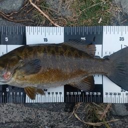 スモールマウスバス