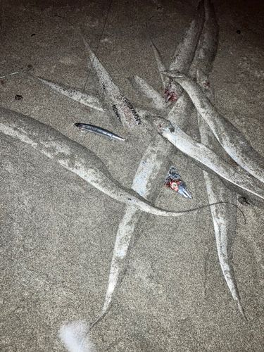 タチウオの釣果