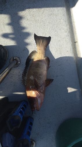 オオモンハタの釣果