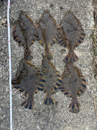 ヌマガレイの釣果