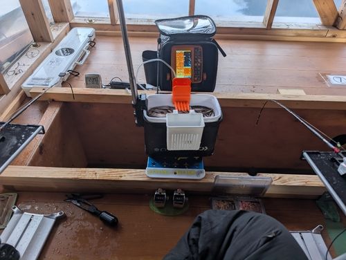 ワカサギの釣果