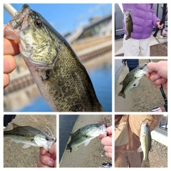 ラージマウスバスの釣果