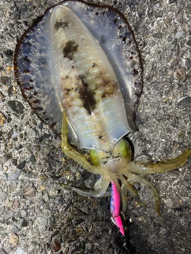 アオリイカの釣果