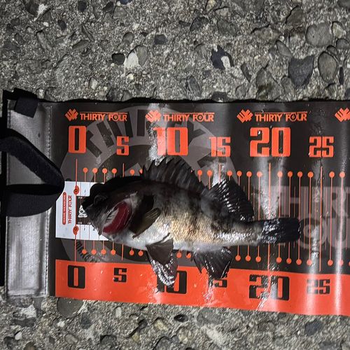 シロメバルの釣果