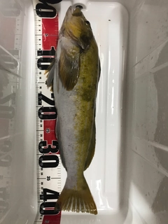 アイナメの釣果