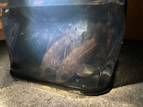 シロメバルの釣果