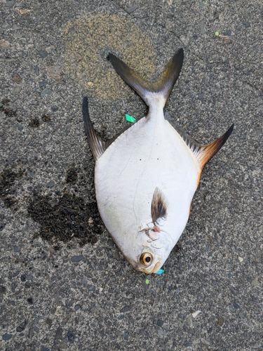 コバンアジの釣果