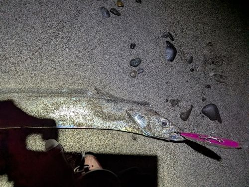 タチウオの釣果